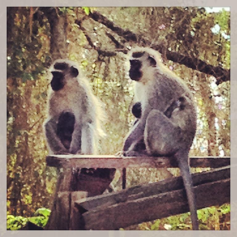 Jungle Monkey Backpackers Hostel Port Saint Johnʼs Buitenkant foto