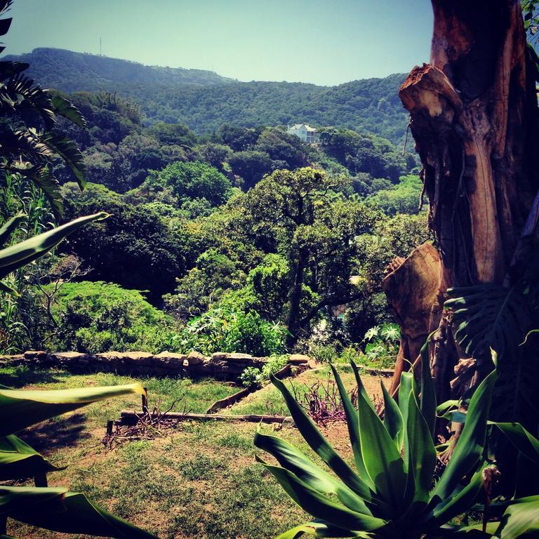 Jungle Monkey Backpackers Hostel Port Saint Johnʼs Buitenkant foto